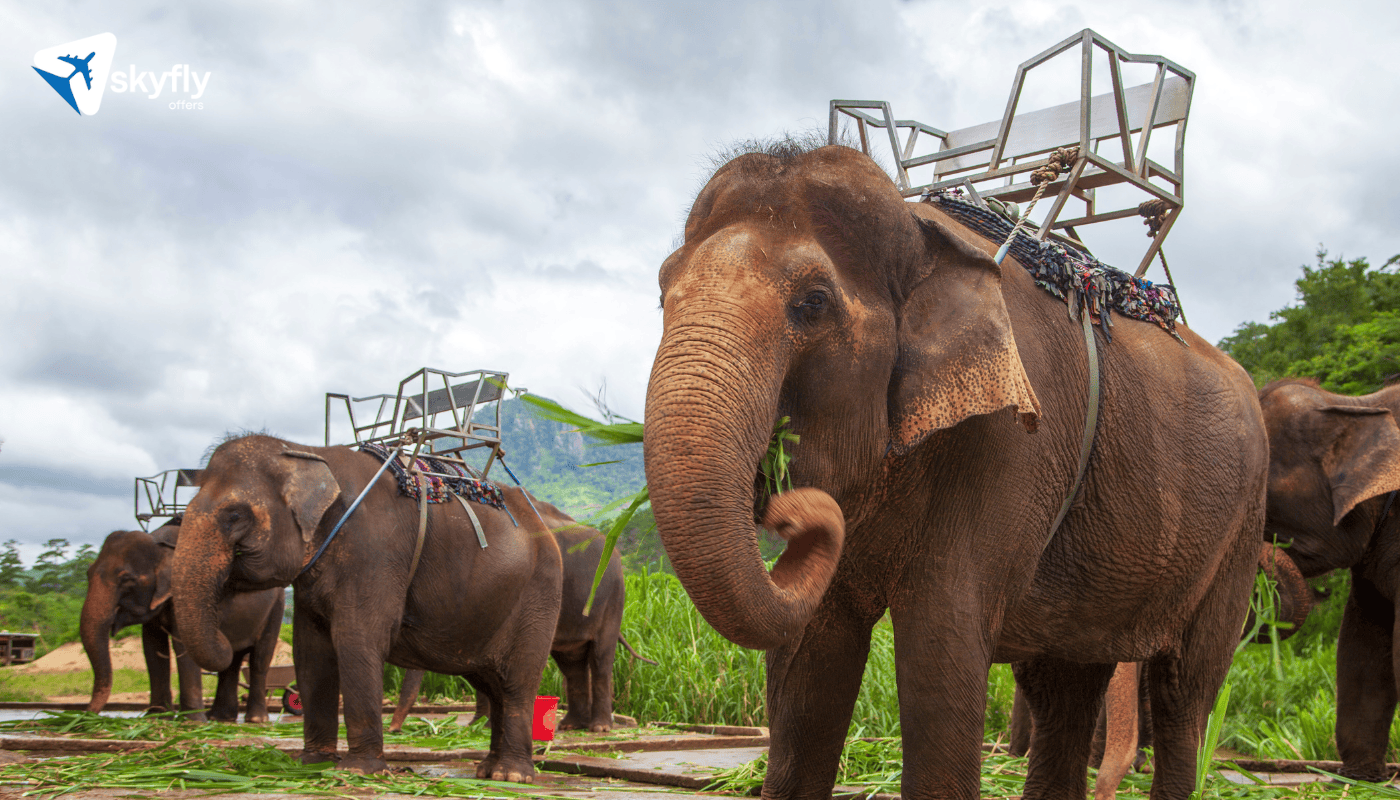 Phuket Elephant Sanctuary