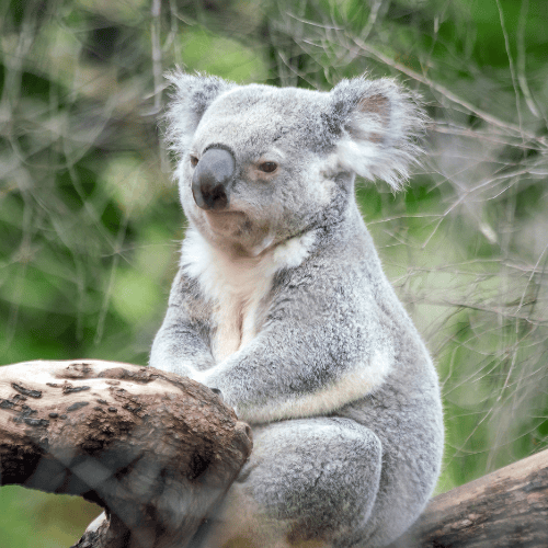 Koala, Perth